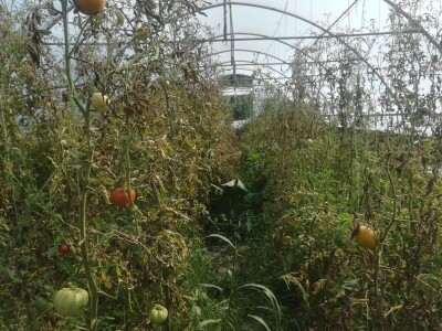 Proizvodnja paradajza Proizvodnja paradajza