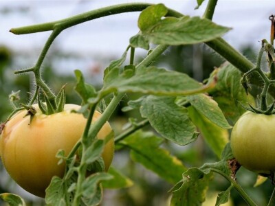 Proizvodnja paradajza Proizvodnja paradajza