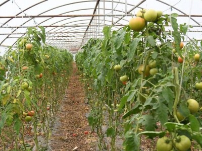 Proizvodnja paradajza Proizvodnja paradajza