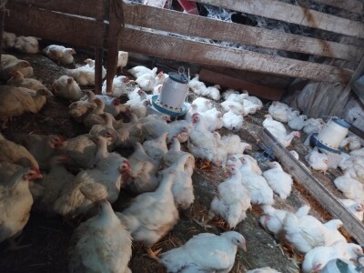 Proizvodnja pilića brojlera