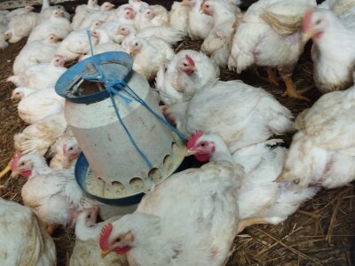 Proizvodnja pilića brojlera