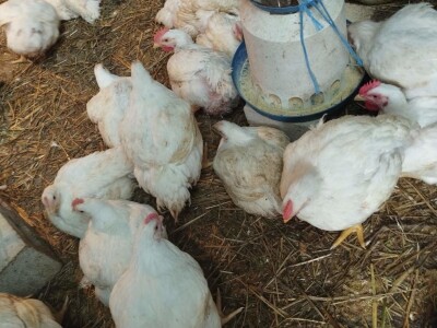 Proizvodnja pilića brojlera