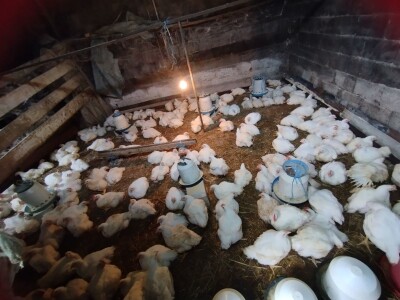 Proizvodnja pilića brojlera