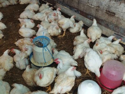 Proizvodnja pilića brojlera