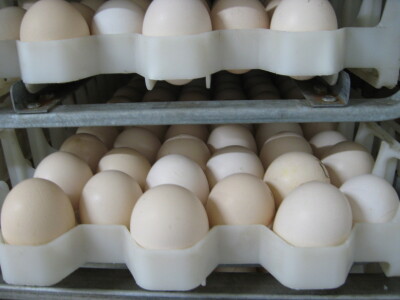 Proizvodnja pilića - posao u kome bi imalo mesta na tržištu!