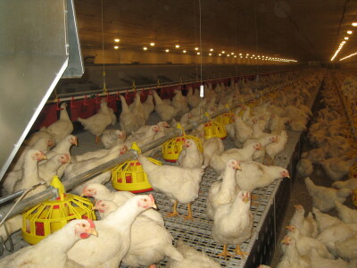 Proizvodnja pilića - posao u kome bi imalo mesta na tržištu!