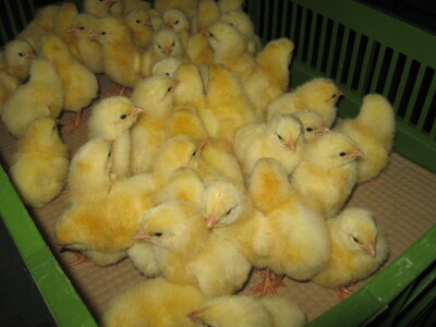 Proizvodnja pilića - posao u kome bi imalo mesta na tržištu!