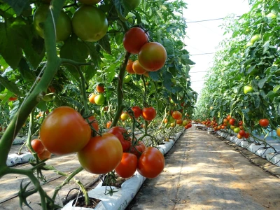 Proizvodnja rajčice u kokosovim jastucima na PO Agropin