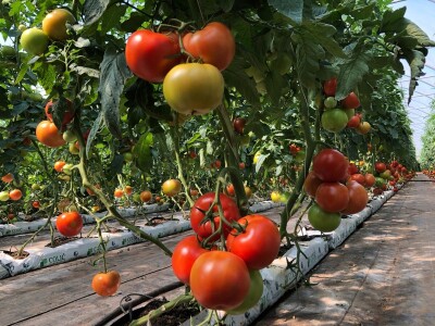 Proizvodnja rajčice u kokosovim jastucima na PO Agropin