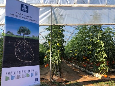 Proizvodnja rajčice u kokosovim jastucima na PO Agropin