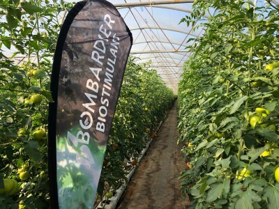 Proizvodnja rajčice u kokosovim jastucima na PO Agropin