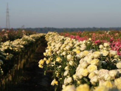 Proizvodnja ruža stablašica