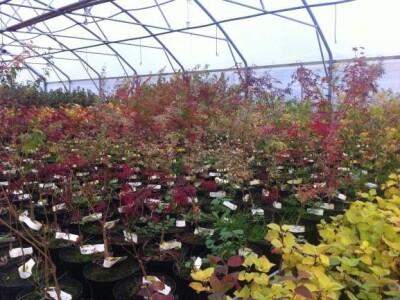 Rasadnik Milić - proizvodnja sadnica ruža, voća i ukrasnog bilja