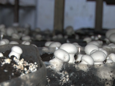 Proizvodnja šampinjona u Ugrinovcima Proizvodnja šampinjona u Ugrinovcima