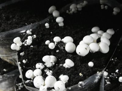 Proizvodnja šampinjona u Ugrinovcima Proizvodnja šampinjona u Ugrinovcima