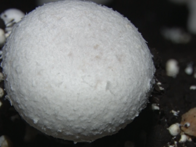 Proizvodnja šampinjona u Ugrinovcima Proizvodnja šampinjona u Ugrinovcima