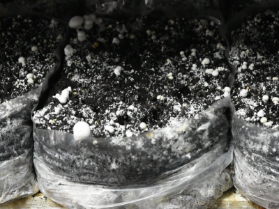 Proizvodnja šampinjona u Ugrinovcima Proizvodnja šampinjona u Ugrinovcima