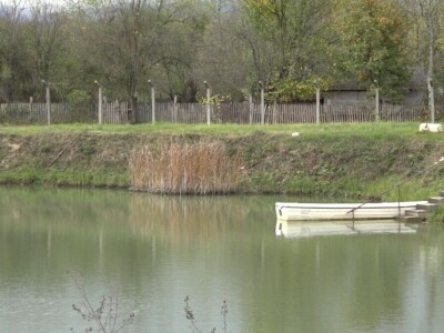 Proizvodnja šarana, proizvodnja koja donosi zaradu