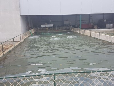 Proizvodnja šarana, proizvodnja koja donosi zaradu