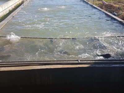 Proizvodnja šarana, proizvodnja koja donosi zaradu