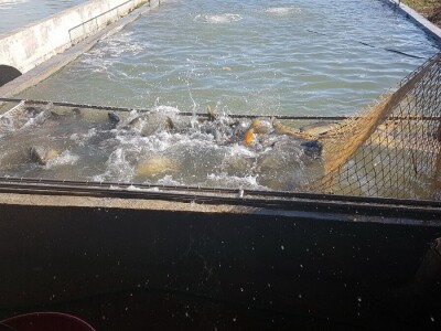 Proizvodnja šarana, proizvodnja koja donosi zaradu