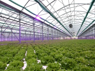 Proizvodnja zelene salate kristalke u obiteljskom plasteniku