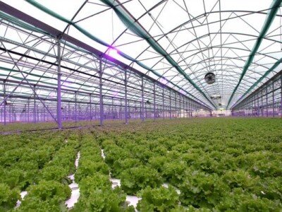 Proizvodnja zelene salate kristalke u obiteljskom plasteniku