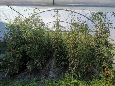 Proizvodnju počeo bez podrške, danas ne stiže zadovoljiti potražnju