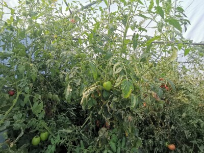 Proizvodnju počeo bez podrške, danas ne stiže zadovoljiti potražnju