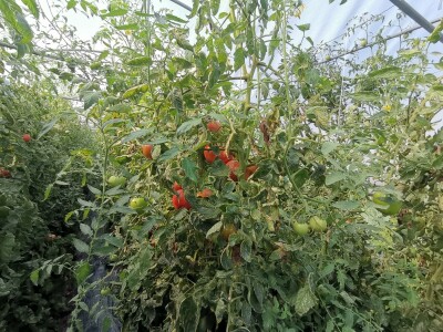 Proizvodnju počeo bez podrške, danas ne stiže zadovoljiti potražnju