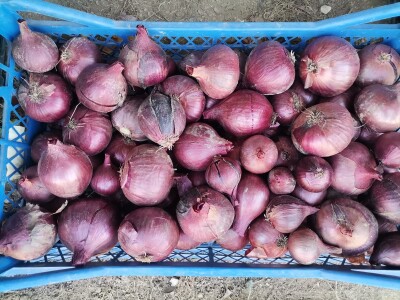 Proizvodnju počeo bez podrške, danas ne stiže zadovoljiti potražnju