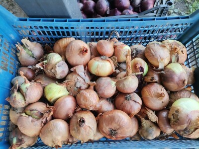 Proizvodnju počeo bez podrške, danas ne stiže zadovoljiti potražnju