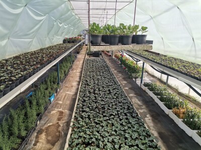 Proizvodnju počeo bez podrške, danas ne stiže zadovoljiti potražnju