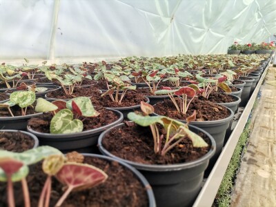 Proizvodnju počeo bez podrške, danas ne stiže zadovoljiti potražnju