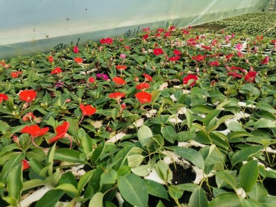 Proizvodnju počeo bez podrške, danas ne stiže zadovoljiti potražnju