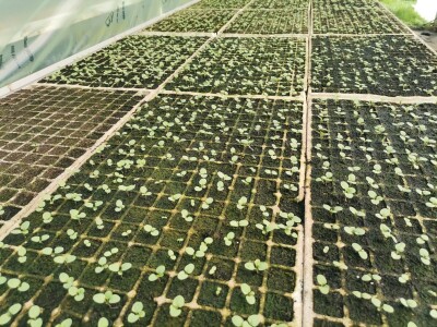 Proizvodnju počeo bez podrške, danas ne stiže zadovoljiti potražnju