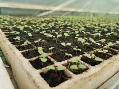 Proizvodnju počeo bez podrške, danas ne stiže zadovoljiti potražnju