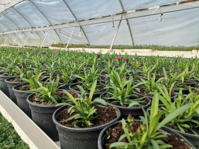 Proizvodnju počeo bez podrške, danas ne stiže zadovoljiti potražnju