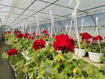 Proizvodnju počeo bez podrške, danas ne stiže zadovoljiti potražnju