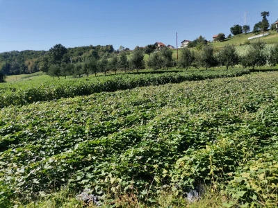 Proizvodnju počeo bez podrške, danas ne stiže zadovoljiti potražnju