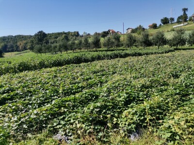 Proizvodnju počeo bez podrške, danas ne stiže zadovoljiti potražnju