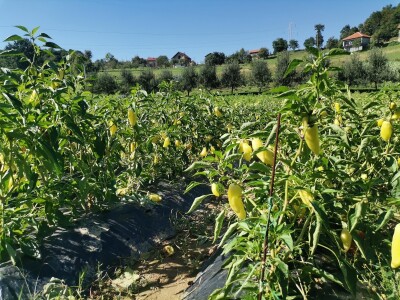 Proizvodnju počeo bez podrške, danas ne stiže zadovoljiti potražnju