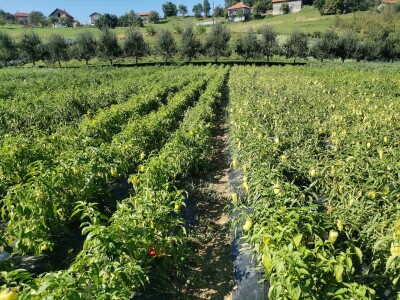 Proizvodnju počeo bez podrške, danas ne stiže zadovoljiti potražnju