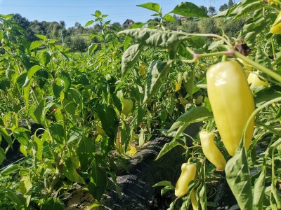 Proizvodnju počeo bez podrške, danas ne stiže zadovoljiti potražnju