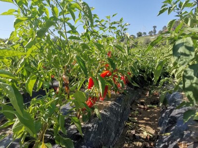 Proizvodnju počeo bez podrške, danas ne stiže zadovoljiti potražnju