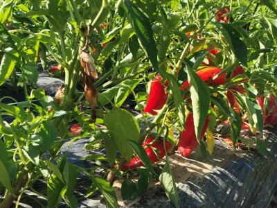 Proizvodnju počeo bez podrške, danas ne stiže zadovoljiti potražnju