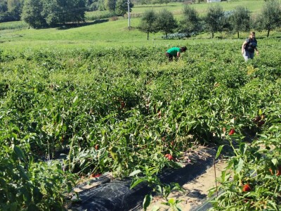 Proizvodnju počeo bez podrške, danas ne stiže zadovoljiti potražnju