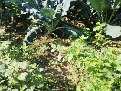 Proizvodnju počeo bez podrške, danas ne stiže zadovoljiti potražnju