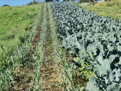 Proizvodnju počeo bez podrške, danas ne stiže zadovoljiti potražnju