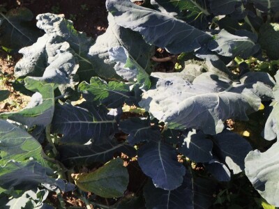 Proizvodnju počeo bez podrške, danas ne stiže zadovoljiti potražnju